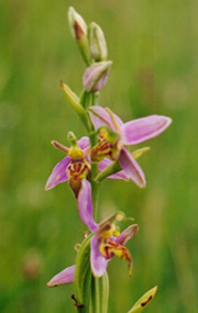 Wasp Orchid