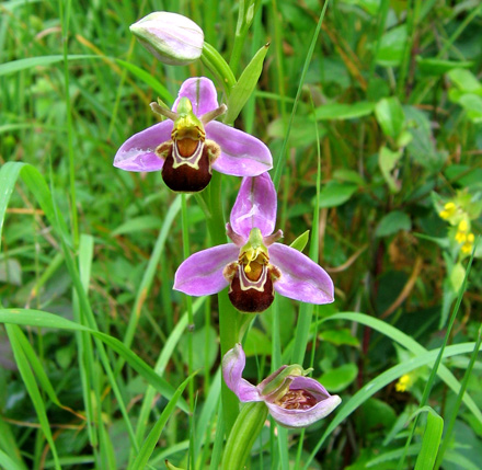 Bee Orchid