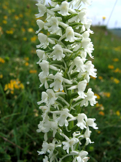 Fragrant orchid