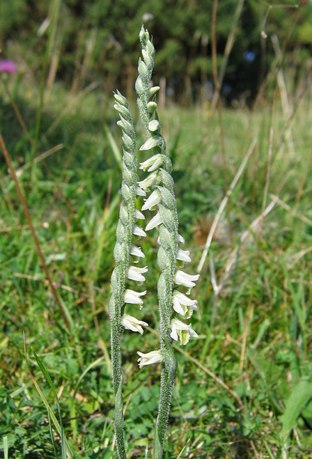 Autumn Ladies Tresses 