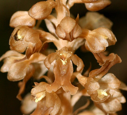 Birdsnest orchid