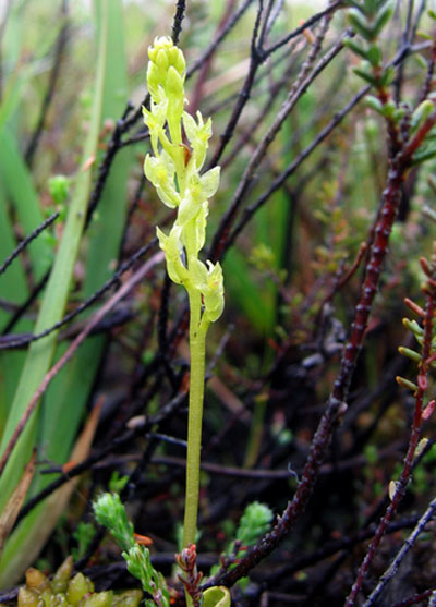 Bog Orchid