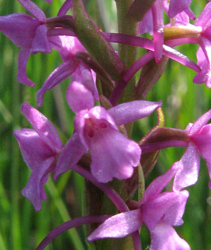 Heath Fragrant orchid