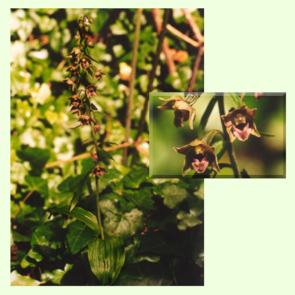 Broad-leaved Helleborine