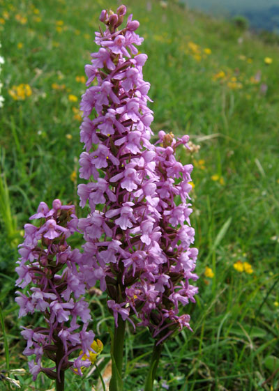 Fragrant orchid