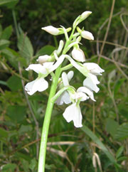 Early Purple Orchid Alba