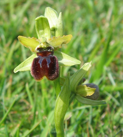 Early Spider Orchid