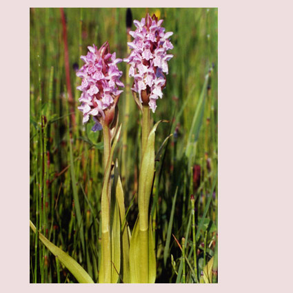 Early Marsh Orchid