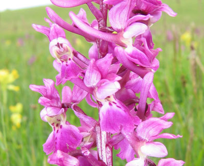 Early Purple Orchid