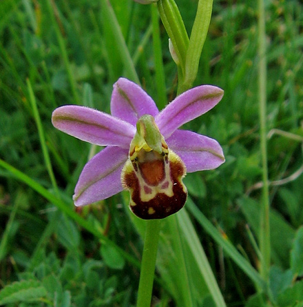 Friburgensis Orchid