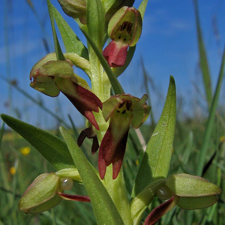 Frog Orchid