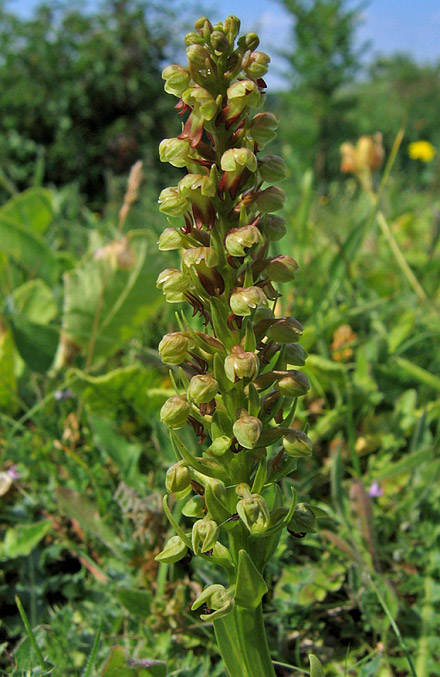 Frog Orchid