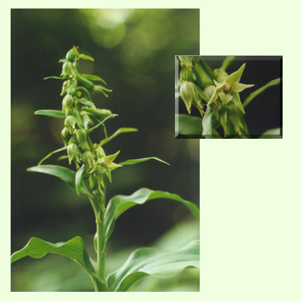 Green-flowered Helleborine