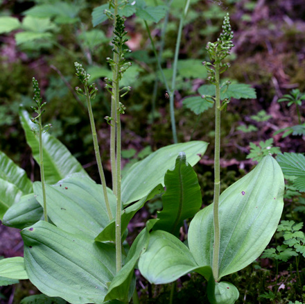 Greater Twayblade 