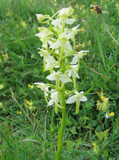 Greater Butterfly Orchid