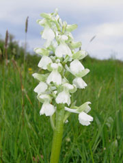 Green-veined Orchid