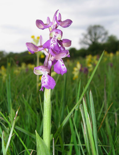 Green-veined Orchid