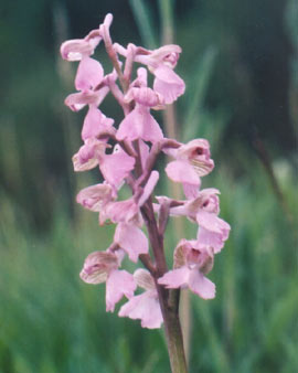 Green-veined Orchid