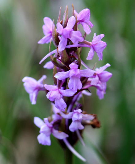 Heath Fragrant