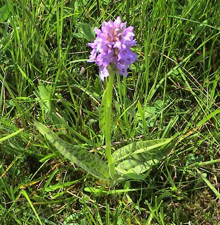 Leopard Marsh Orchid