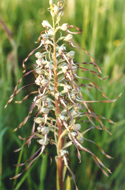 Lizard Orchid