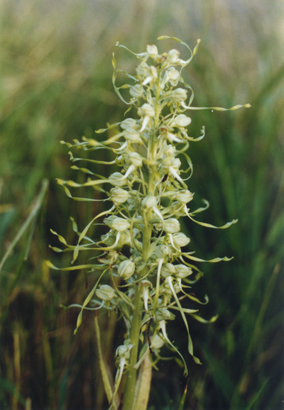 Lizard Orchid