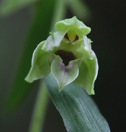 Narrow-lipped Helleborine