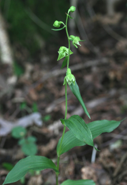 Narrow-lipped Helleborine