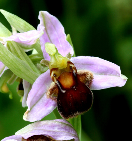 Bee var atrofuscus.