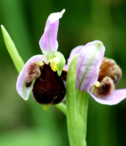 Bee var fulvofusca.