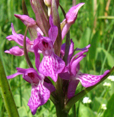 Narrow-leaved Marsh