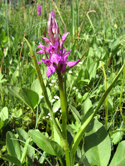 Narrow-leaved Marsh