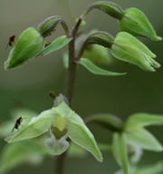 Violet Helleborine