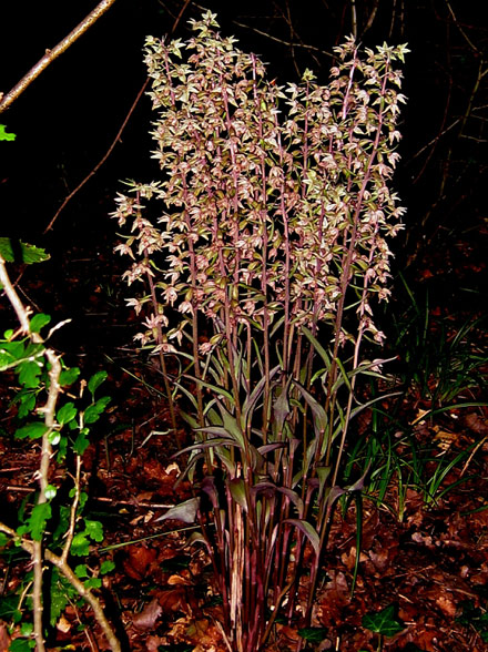 Violet Helleborine