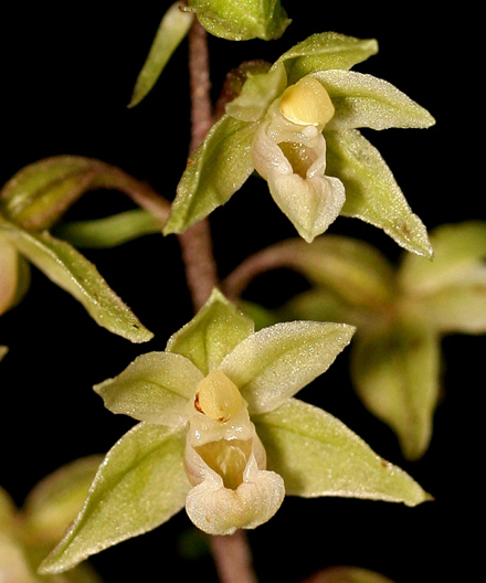 Violet Helleborine