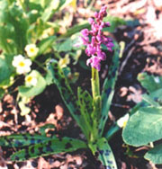 Early Purple Orchid