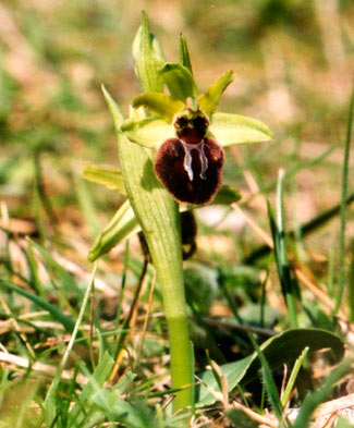 Early Spider Orchid